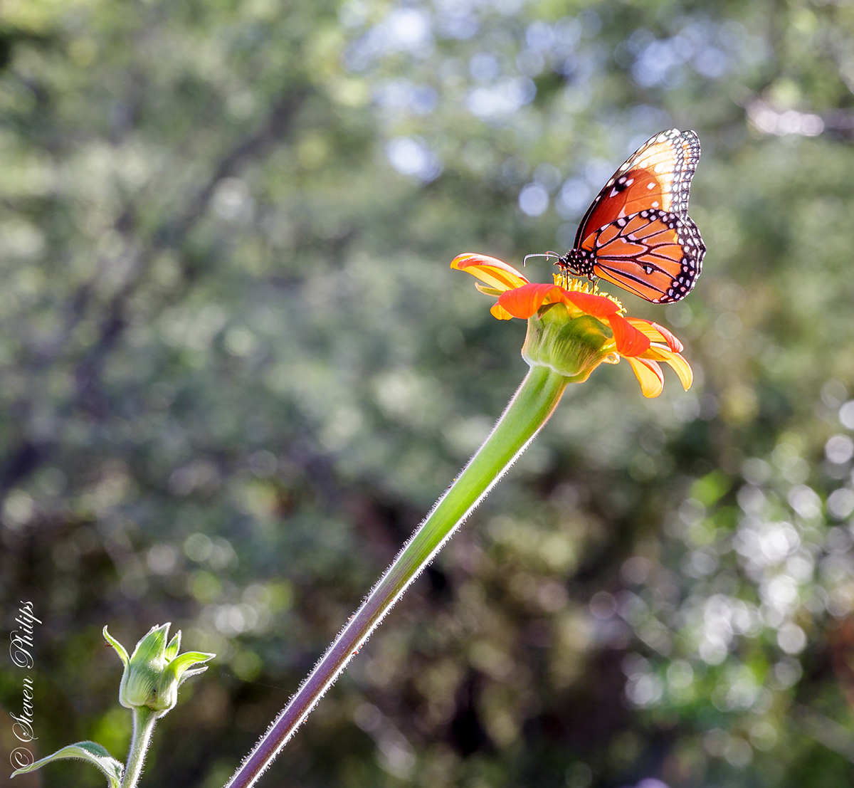 Stephen Philips Tucson Butterfly Exhibit