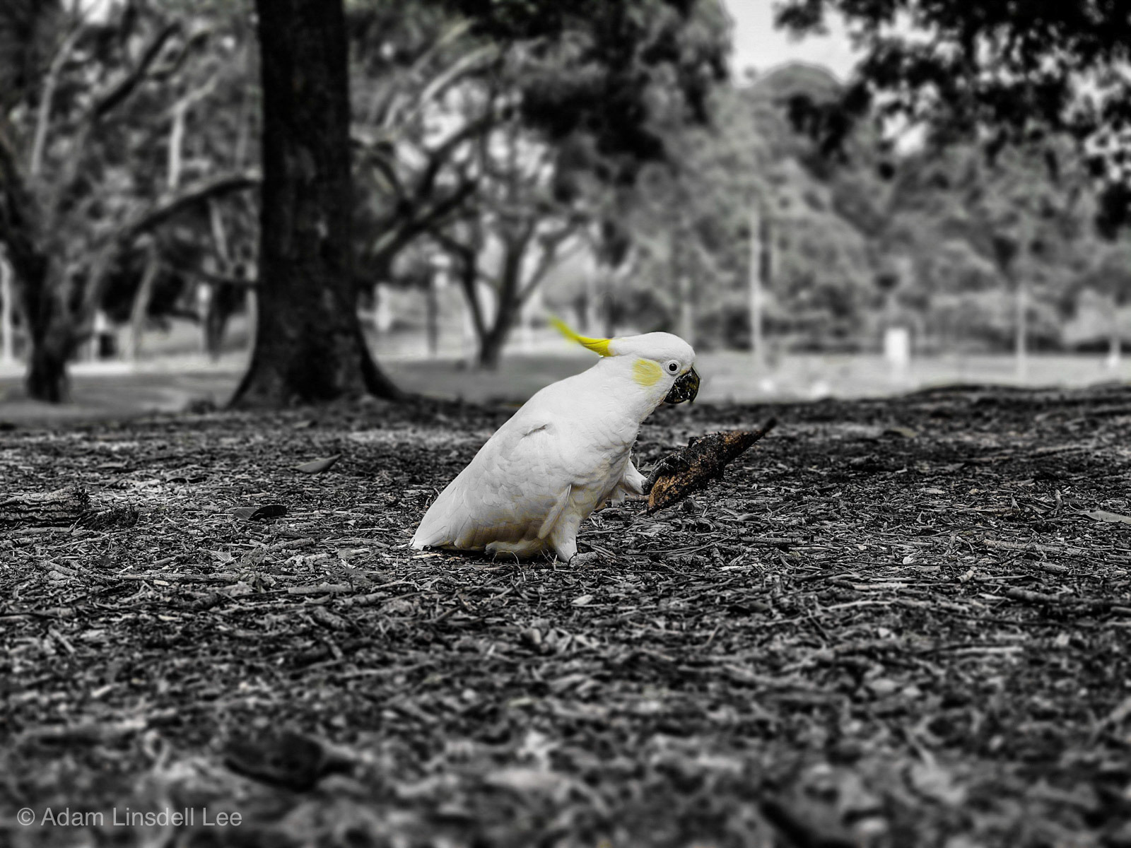 Processed with Focos