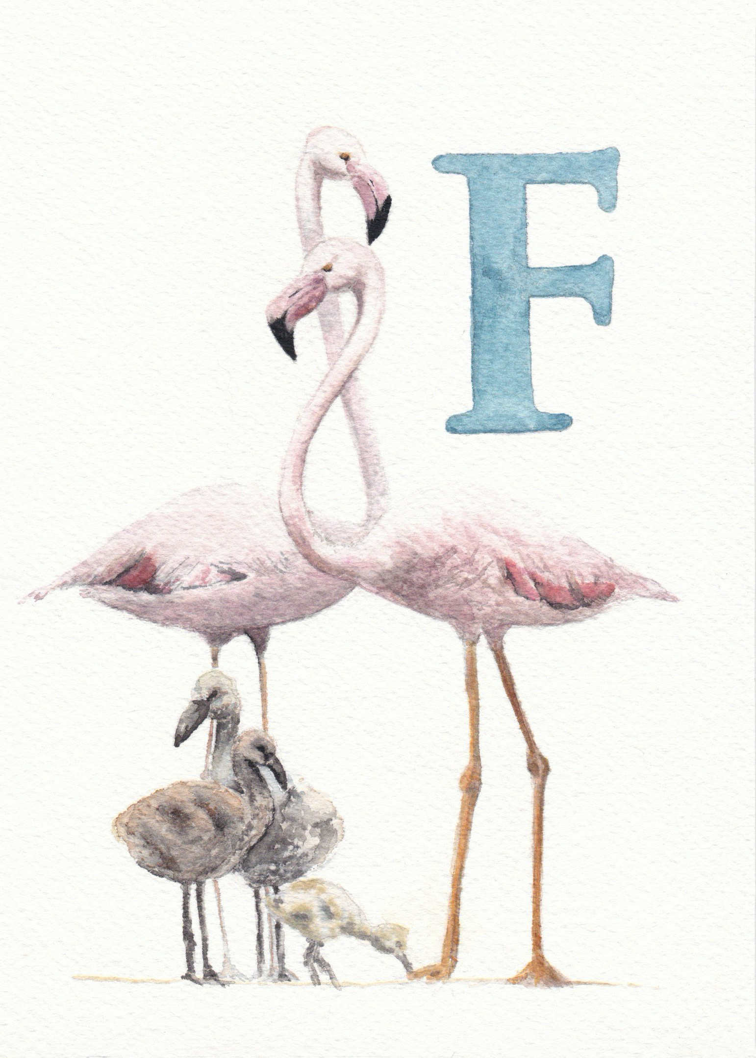 F is for Flamingo