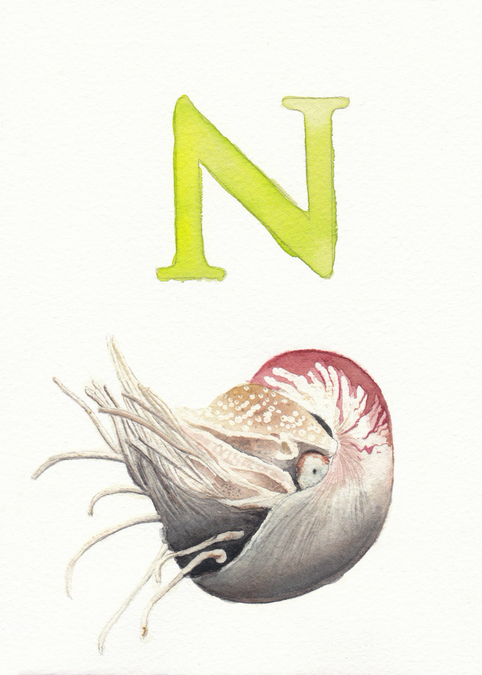 N is for Nautilus
