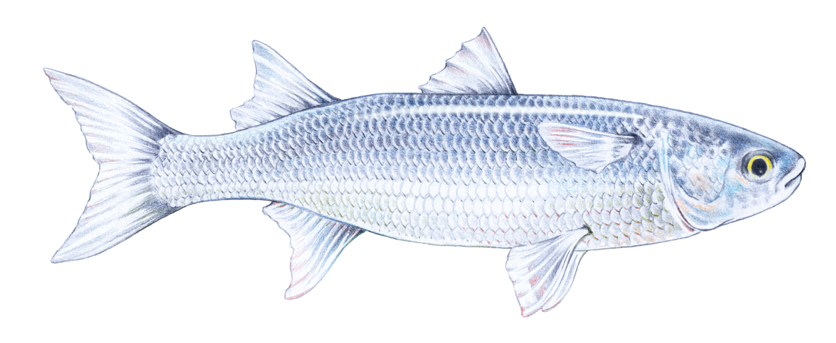 Großkopfmeeräsche, colored pencil illustration by Anna Frohmann