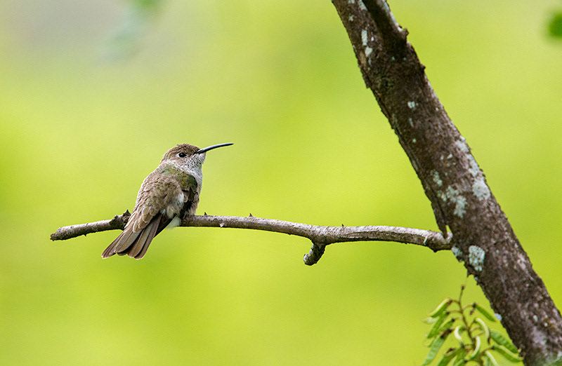 Spot-throated Hummingbird (Leucippus taczanowskii)