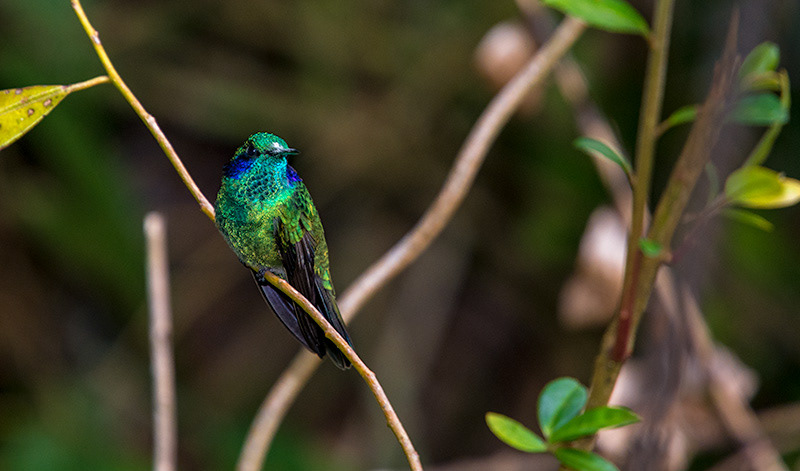 Green Violetear (Colibri thalassinus)