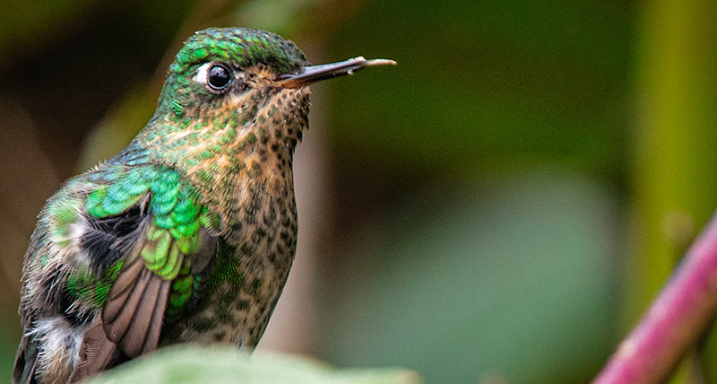Tyrian Metaltail (Metallura tyrianthina)