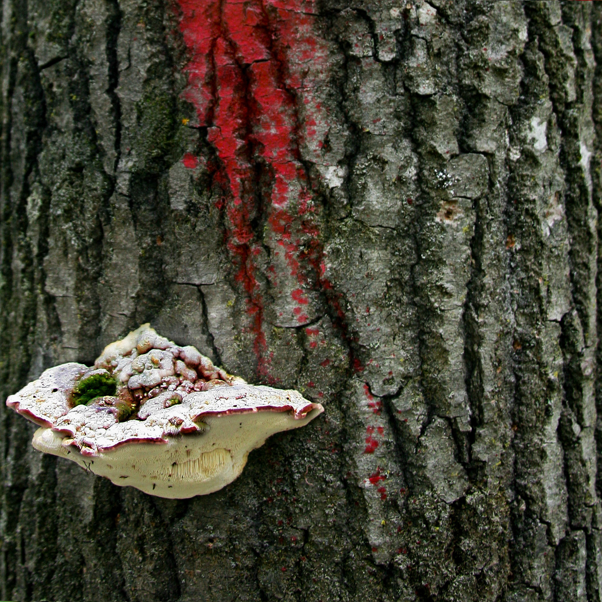 Tree Lichen and Red