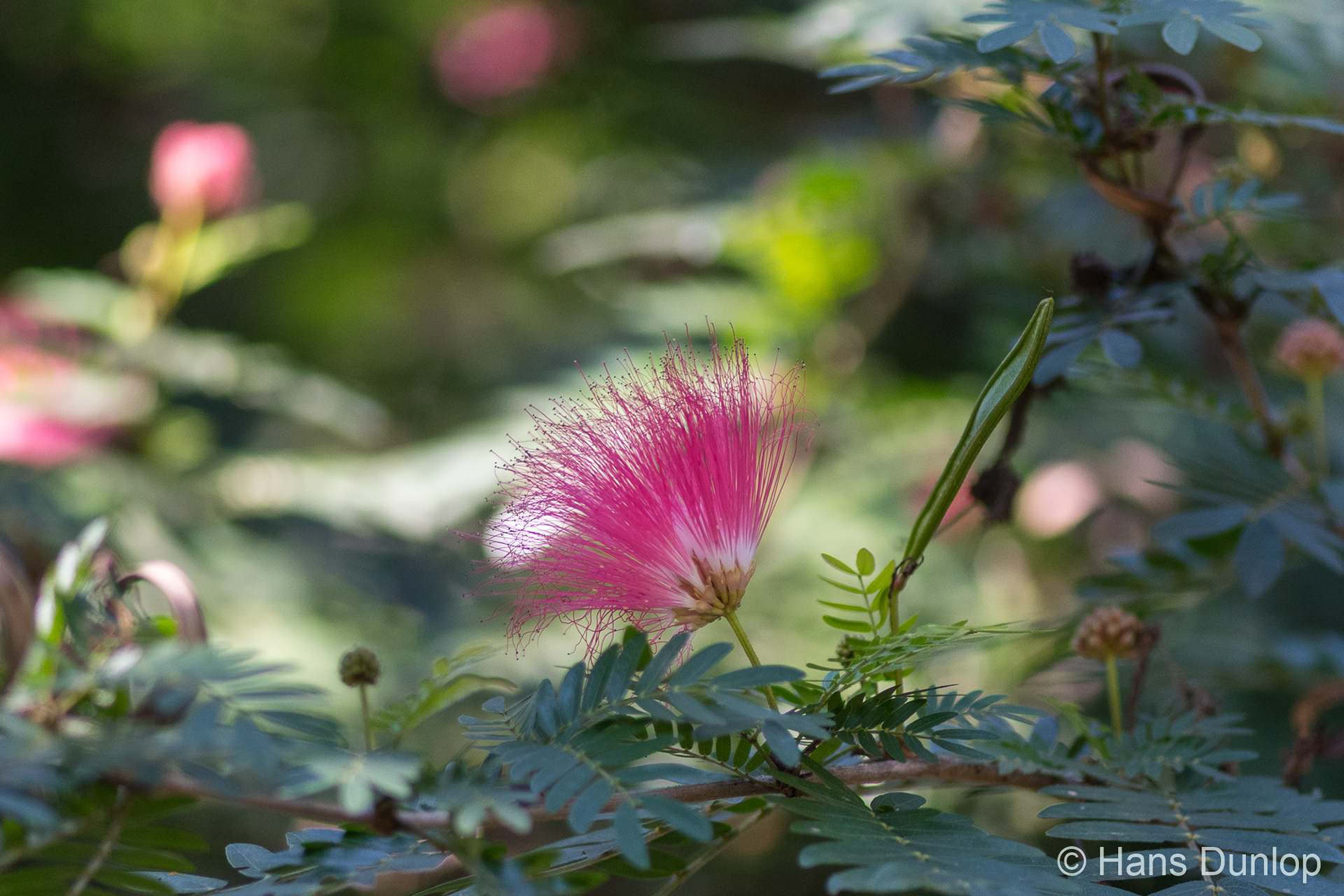 Mimosa