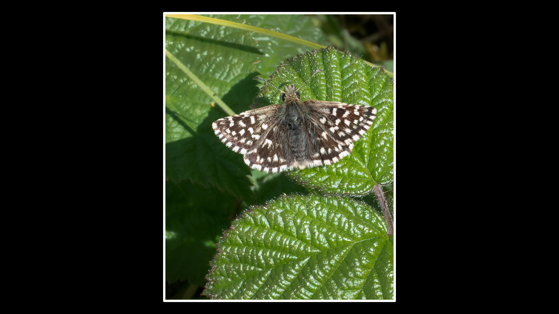 Grizzled Skipper