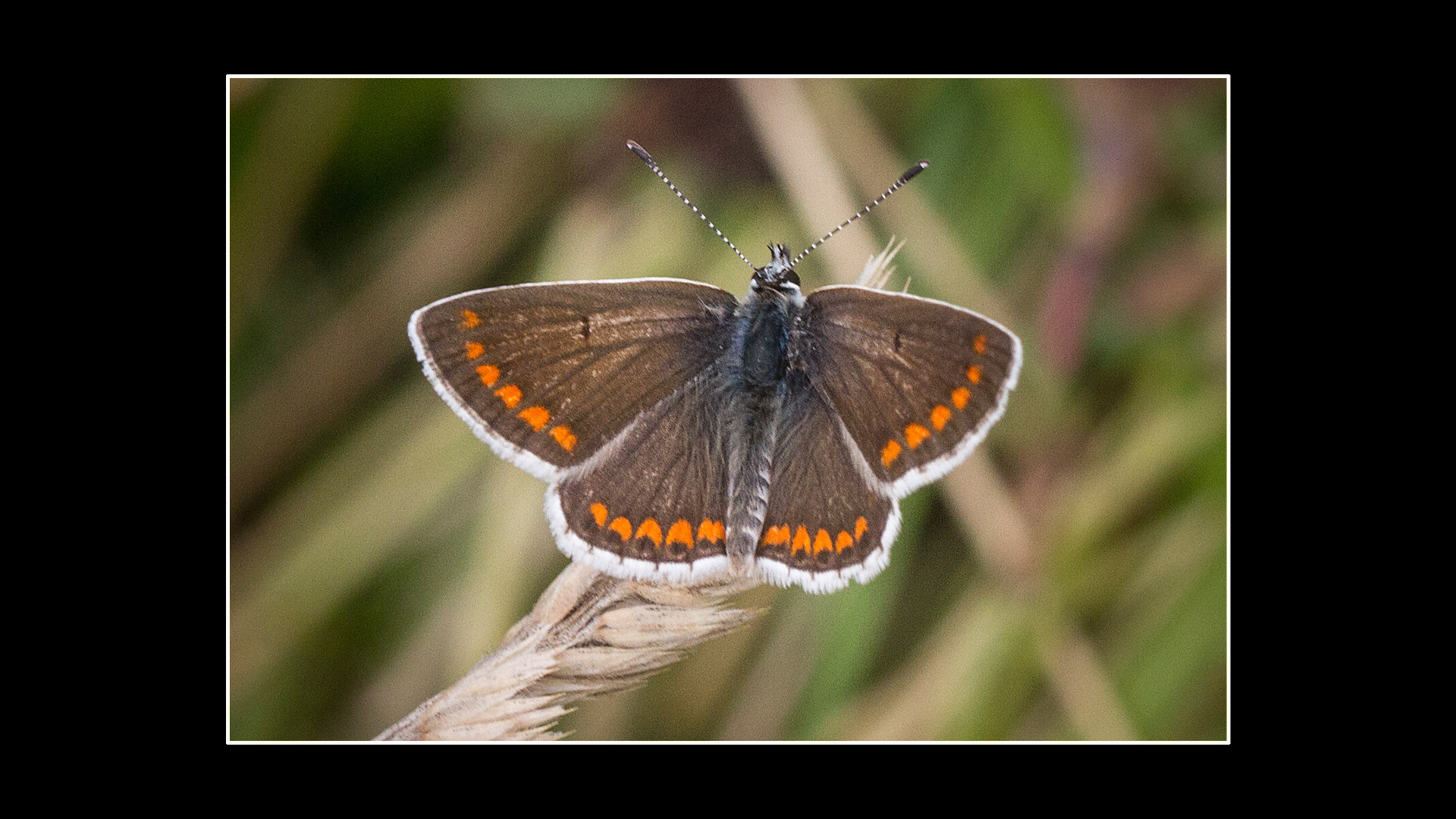 Brown Argus