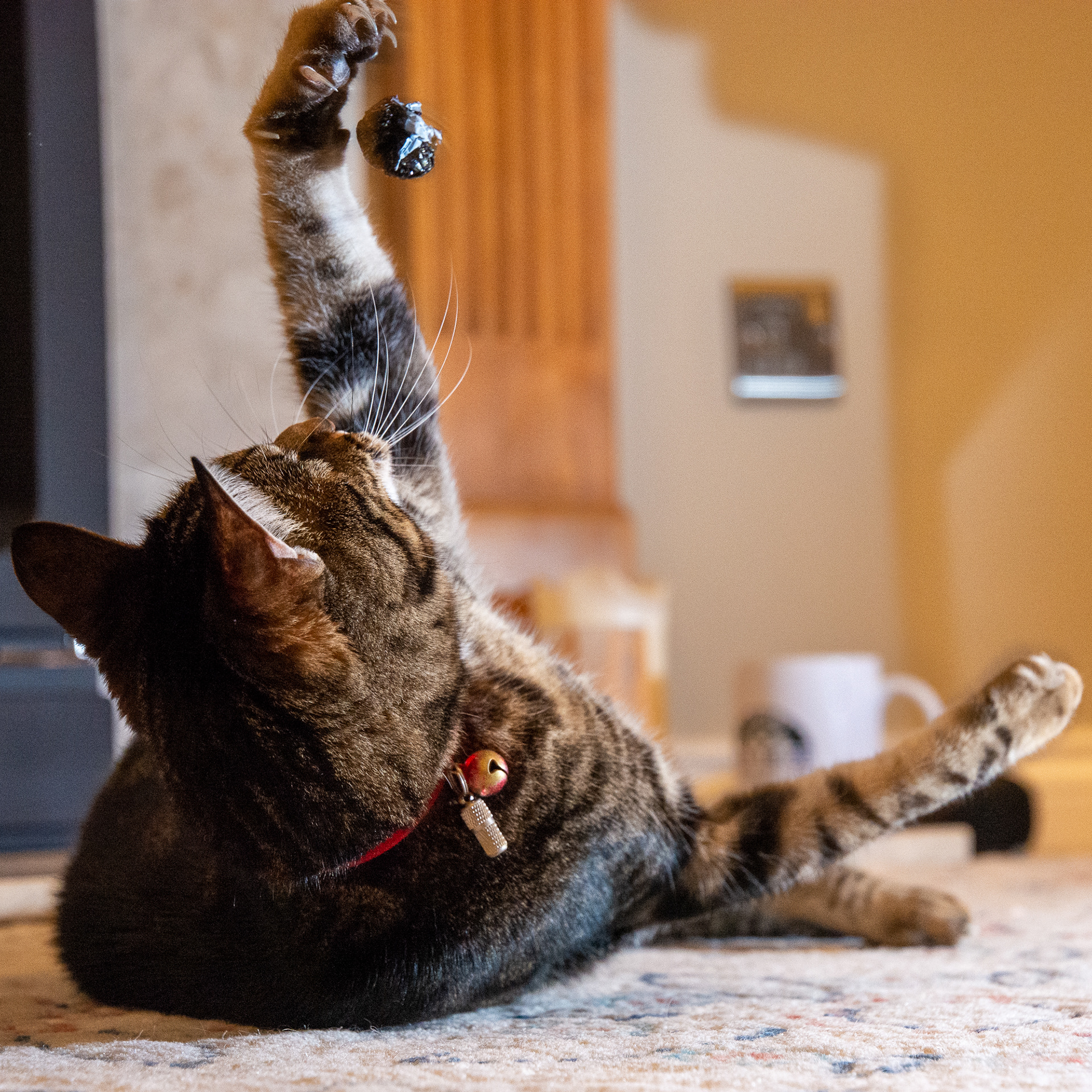 27/365 Attack mode. Discovered that Penny really likes chasing chocolate wrappers!
