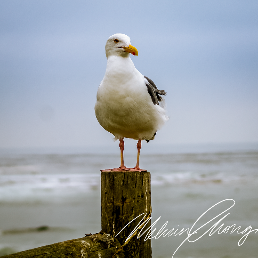 © 2019 | Waddell Resident | 03716