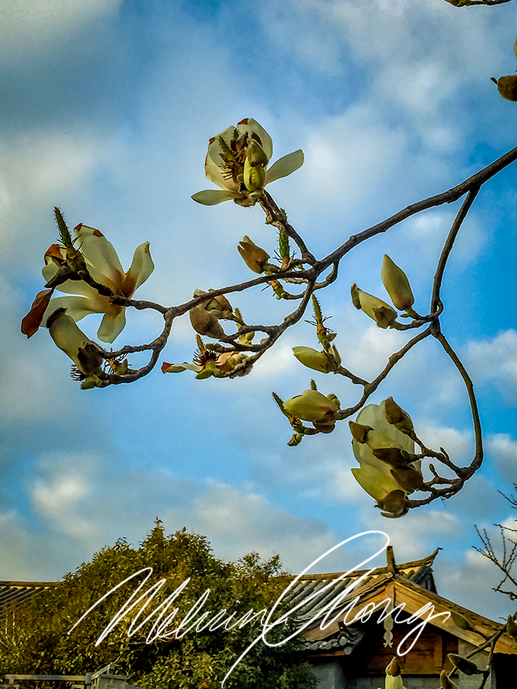 © 2015 | Garden - Intercontinental Lijiang | 8549