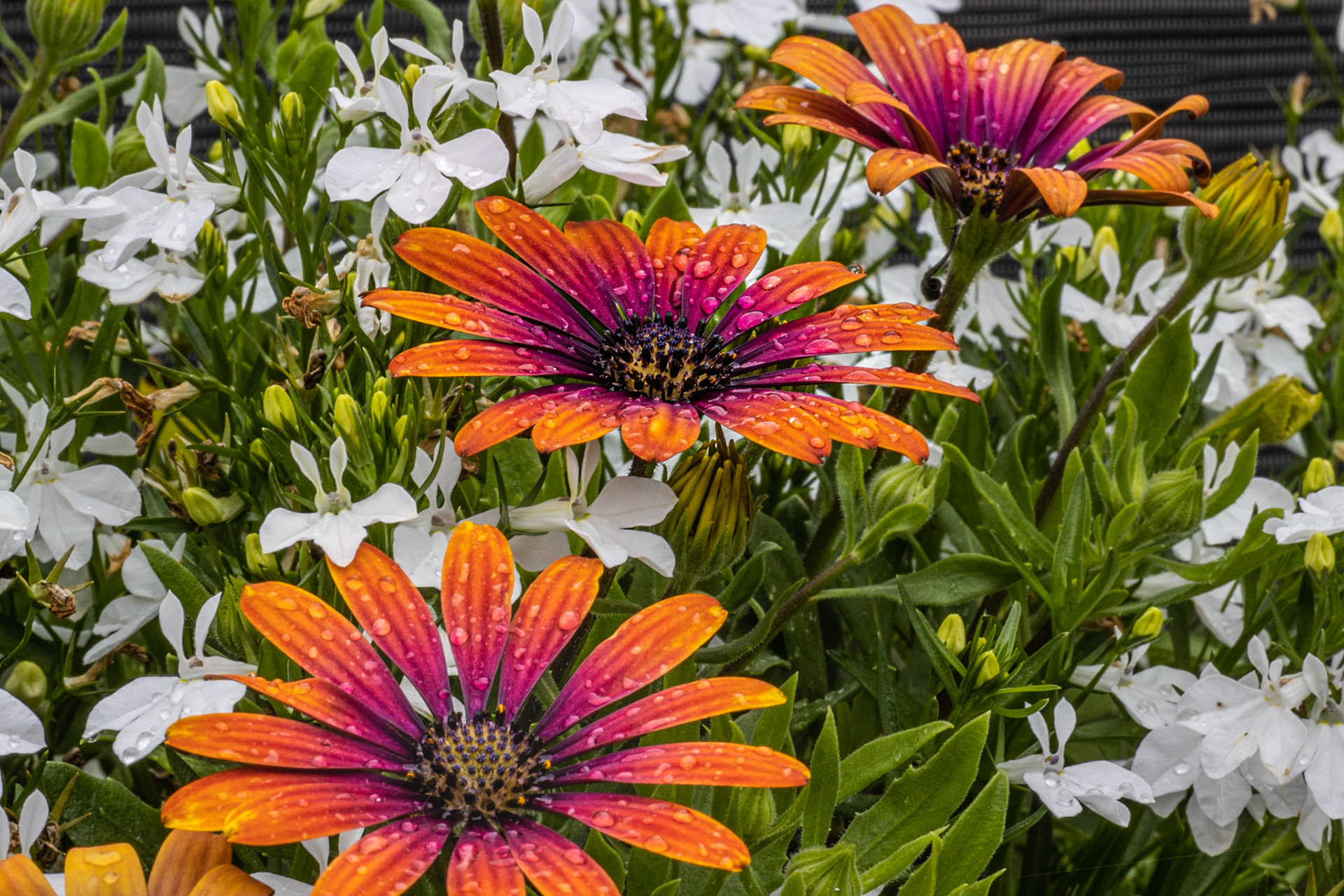 Marguerite d'Afrique (Zion Purple Sun)