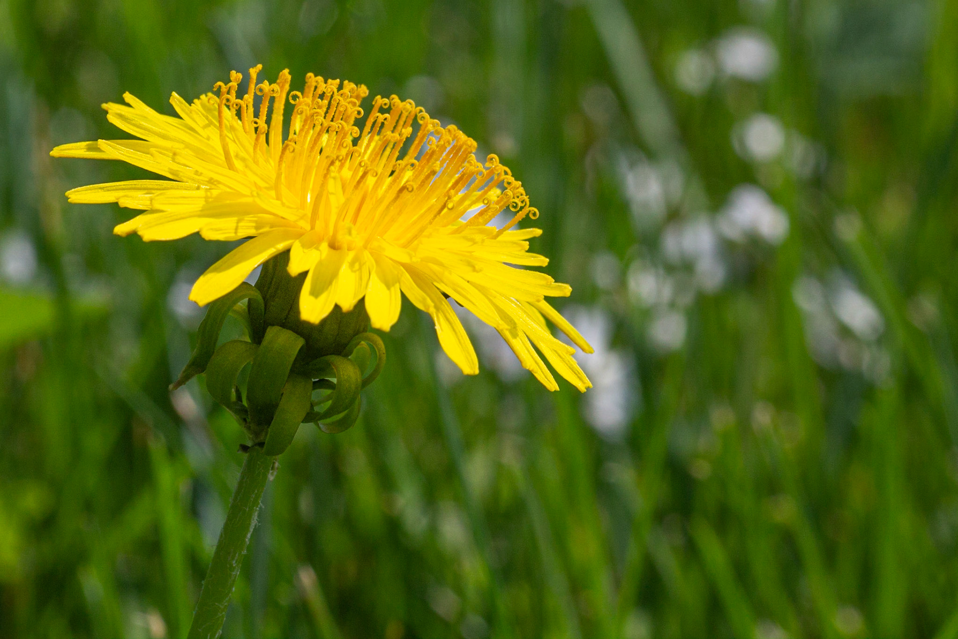 Pissenlit (Dandelion)
