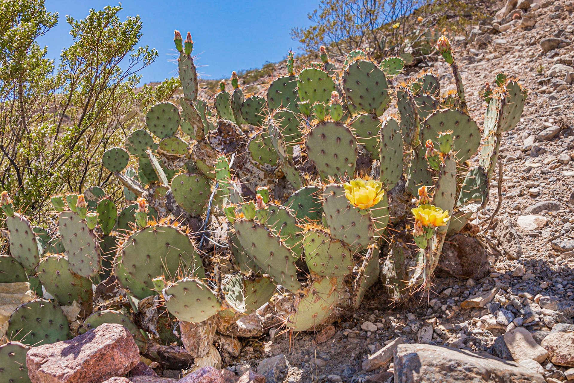 Cactus Opuntia