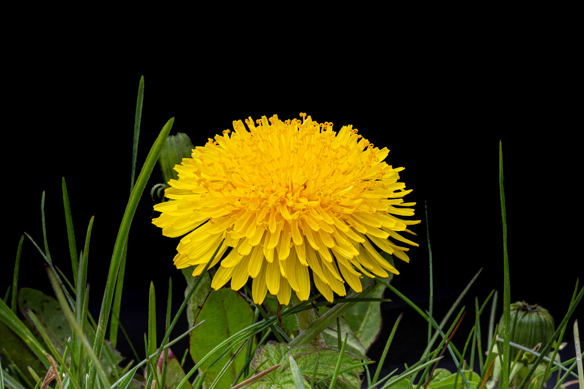 Pissenlit (Dandelion)