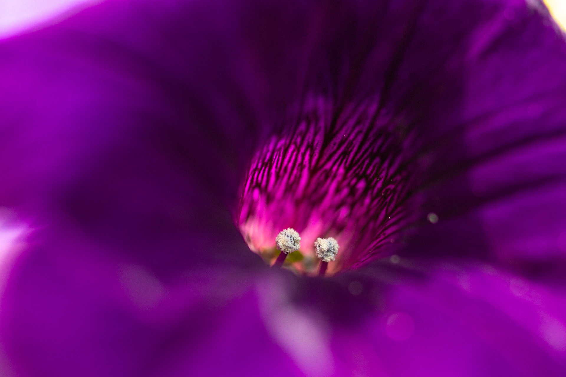 Petunia Velour Royal