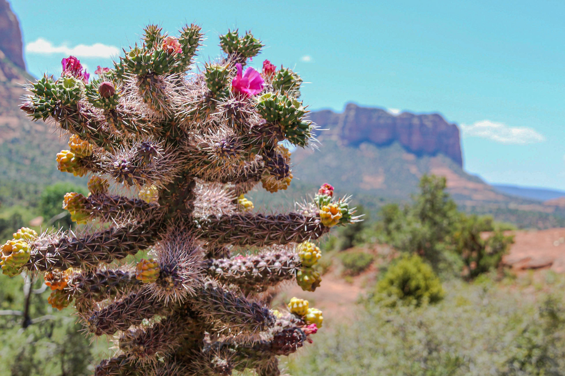 Cactus hérisson de Leding