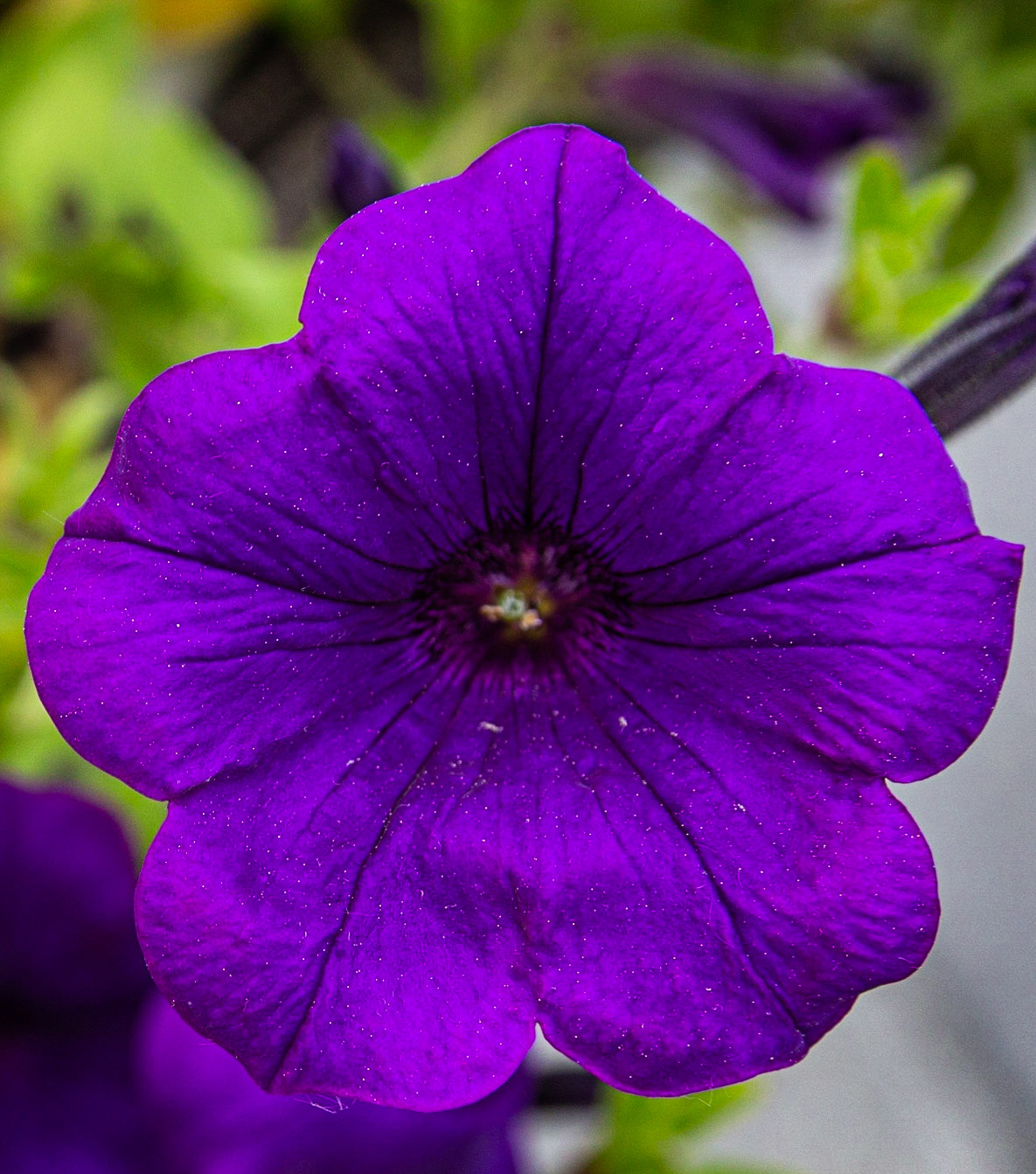 Petunia Velour Royal