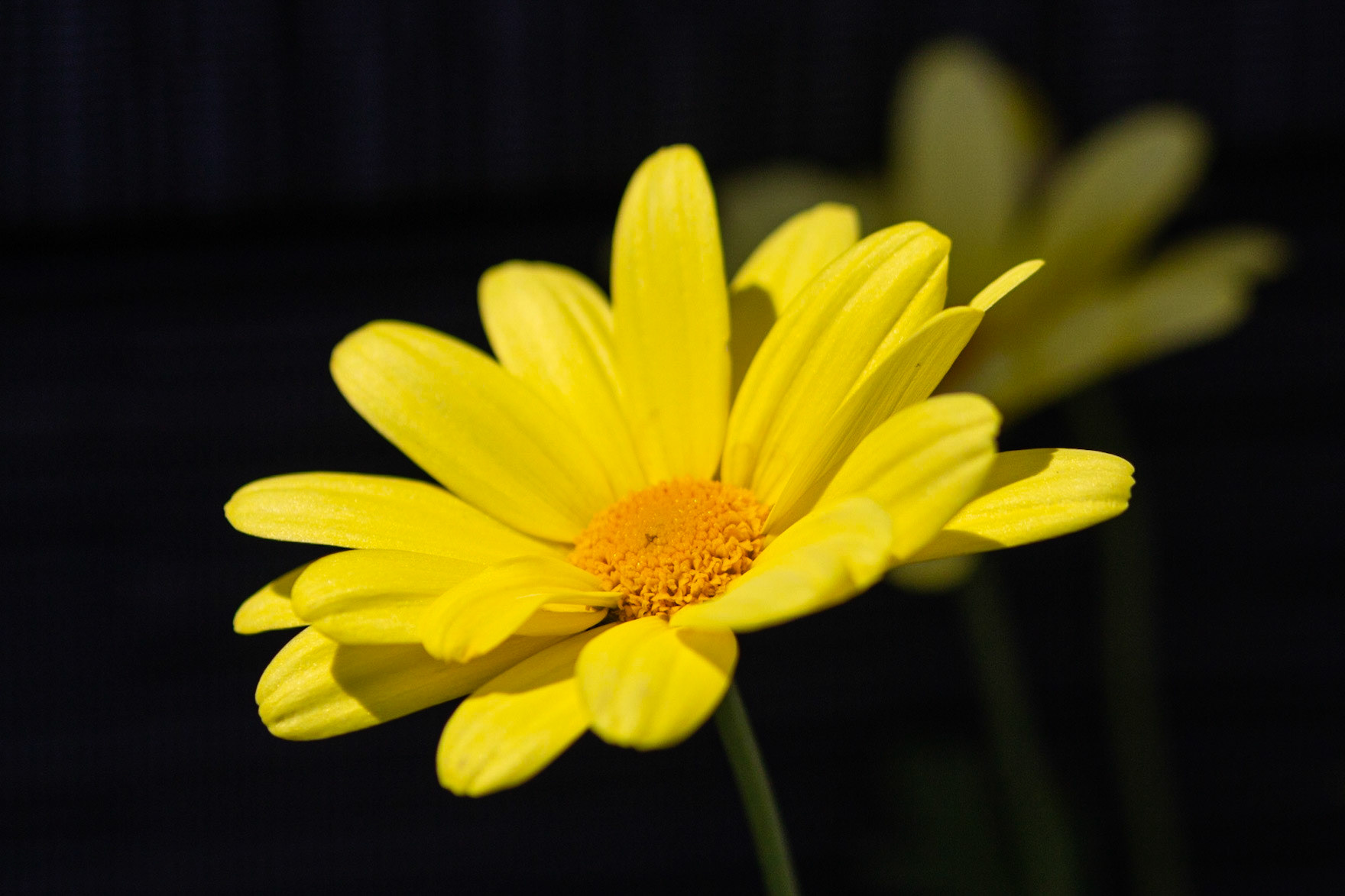 Marguerite beauté jaune