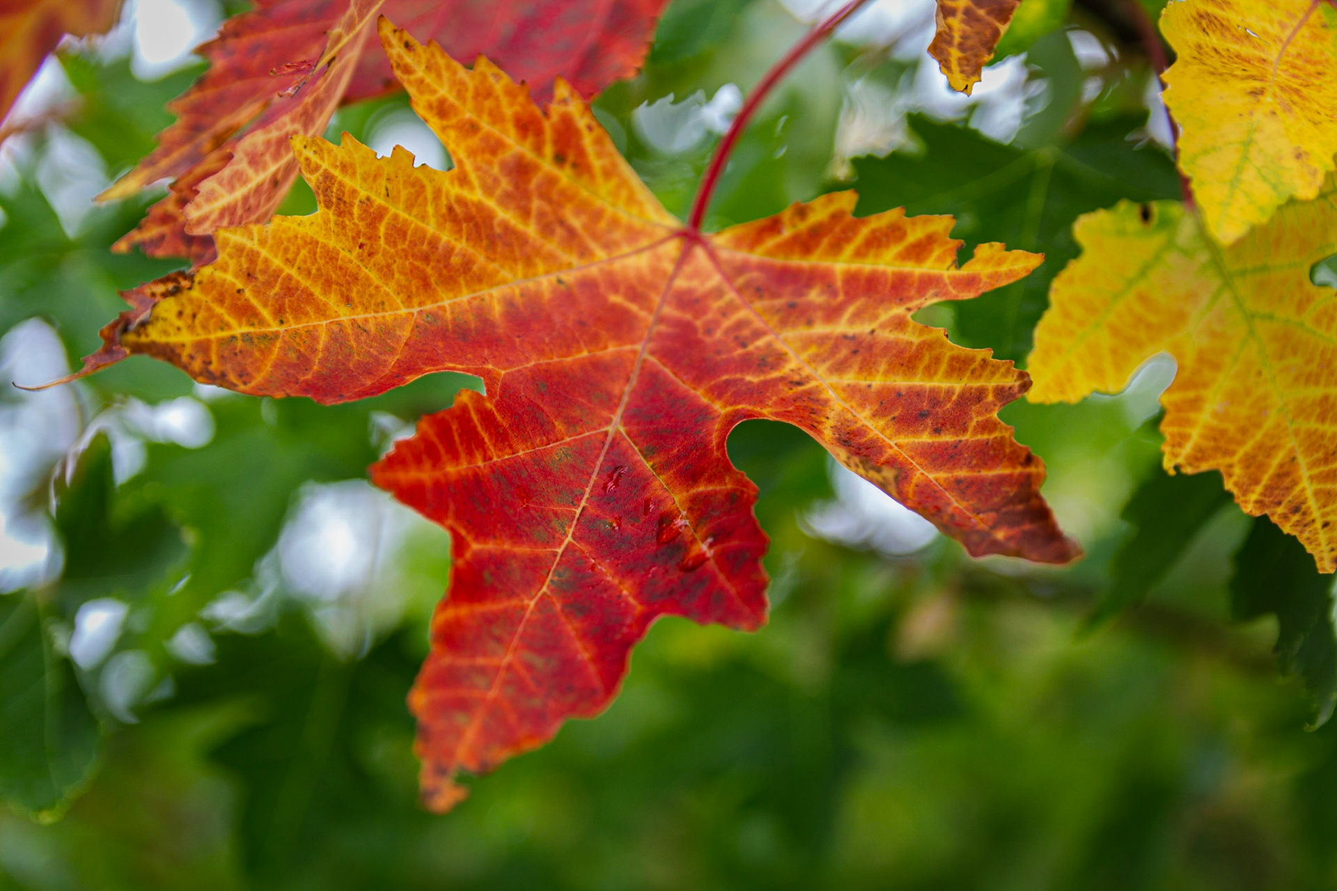 Feille d'érable en automne