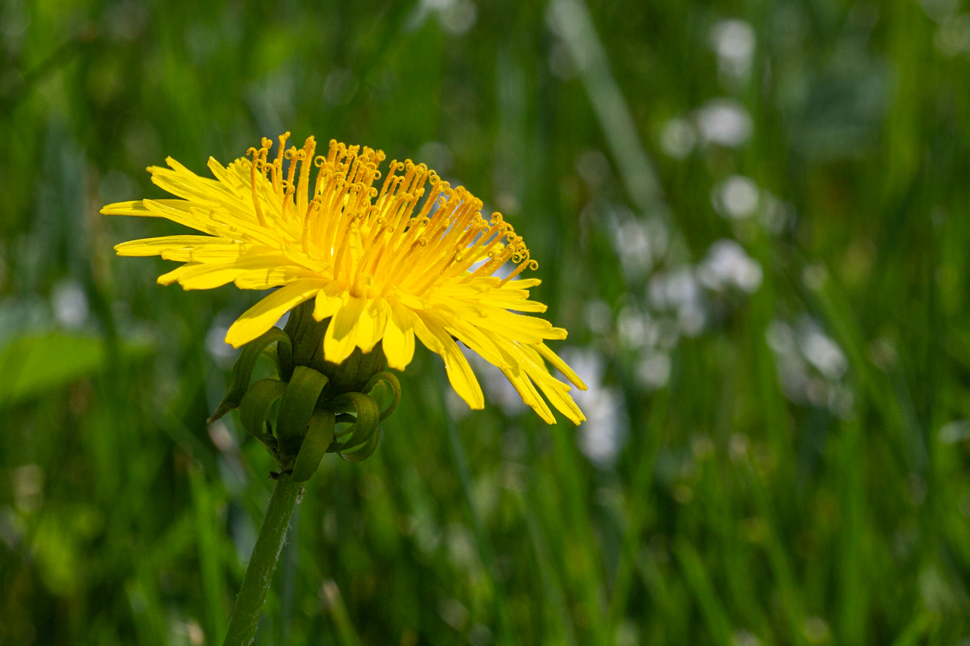Pissenlit (Dandelion)
