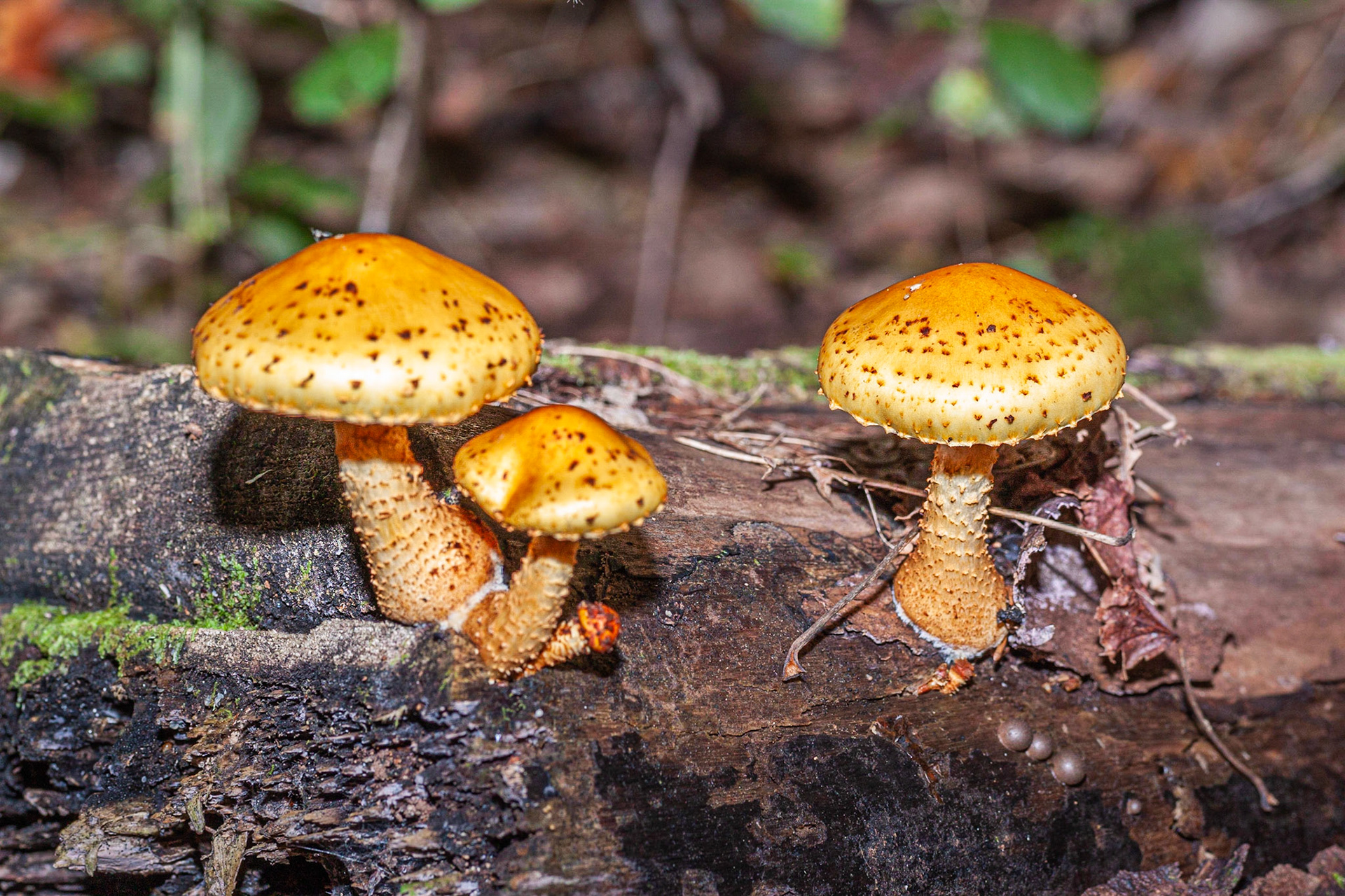 Pholiota Squarrosoide