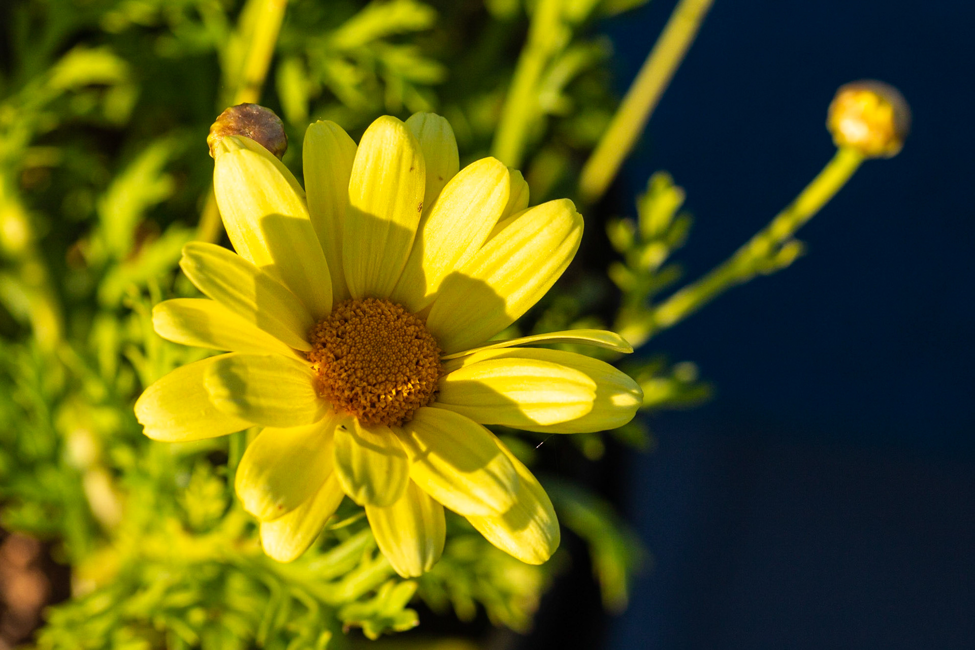 Marguerite beauté jaune