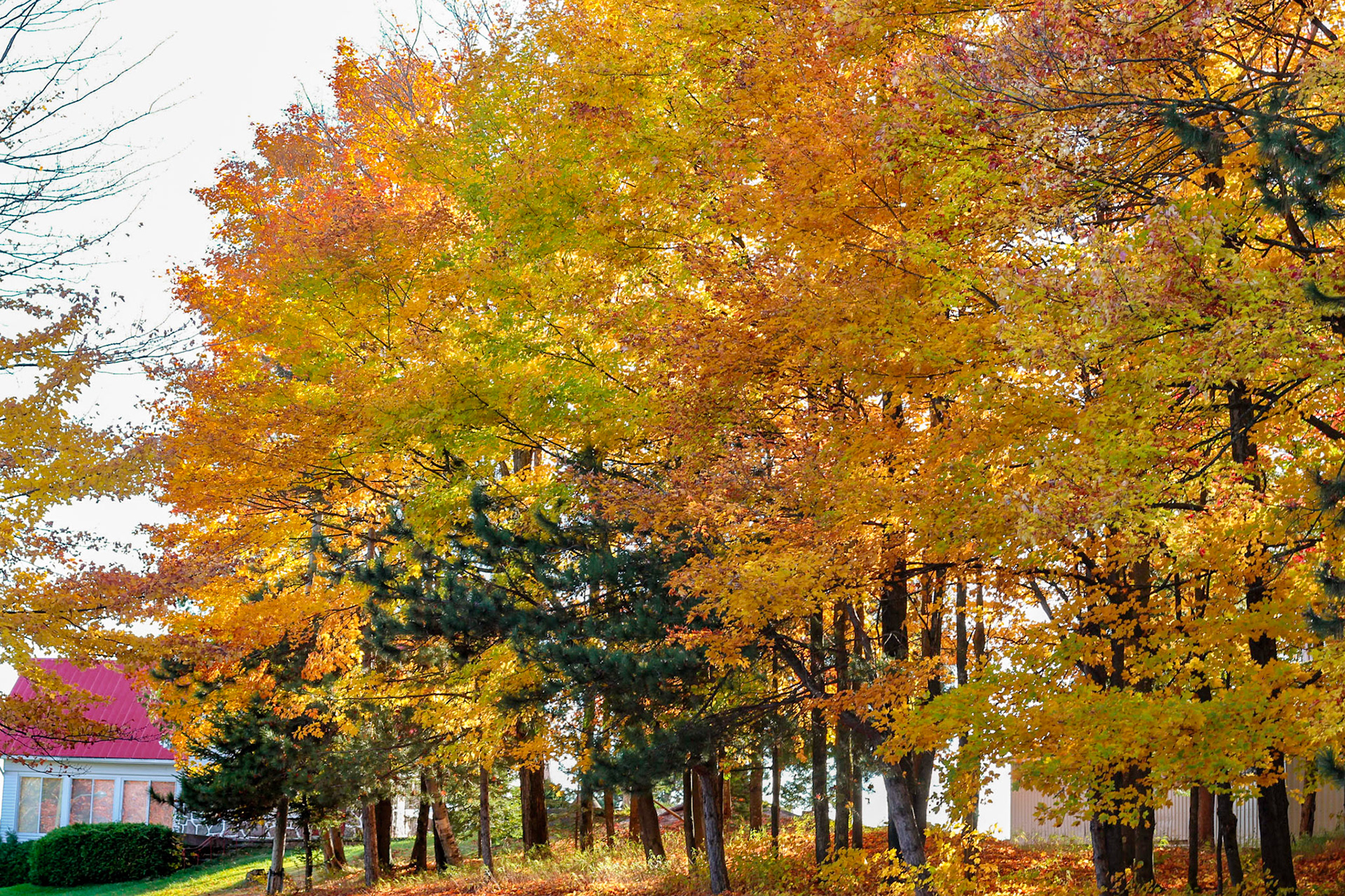 Automne 2016