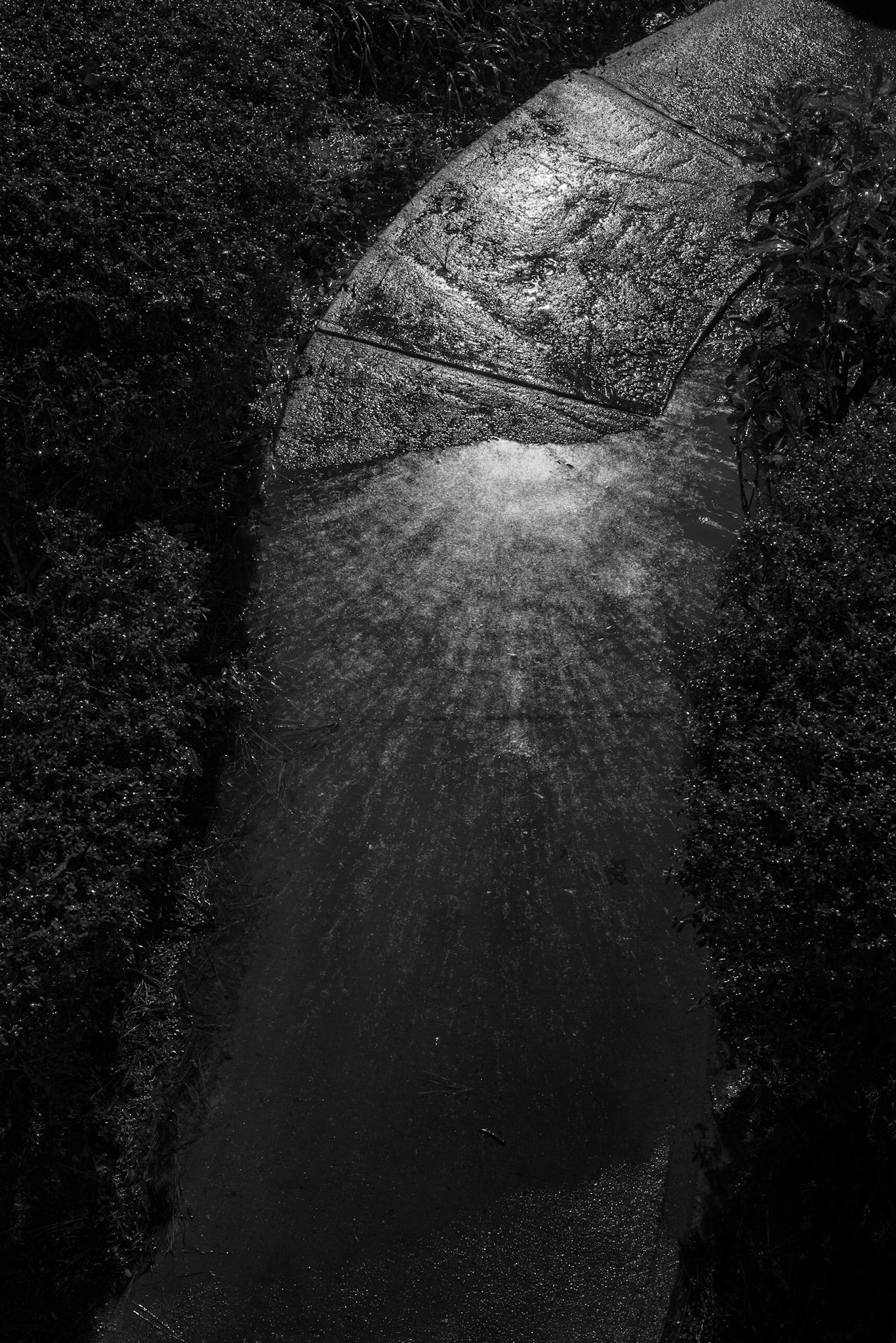 Evidence of Winter Rain (water puddle), Atlanta Georgia 2013