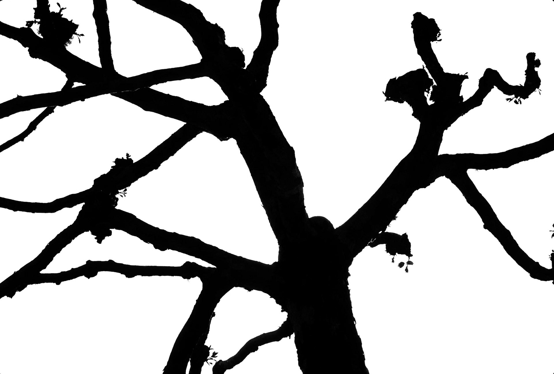 Ornamental Tree, Japanese Gardens, San Francisco, California 2003
