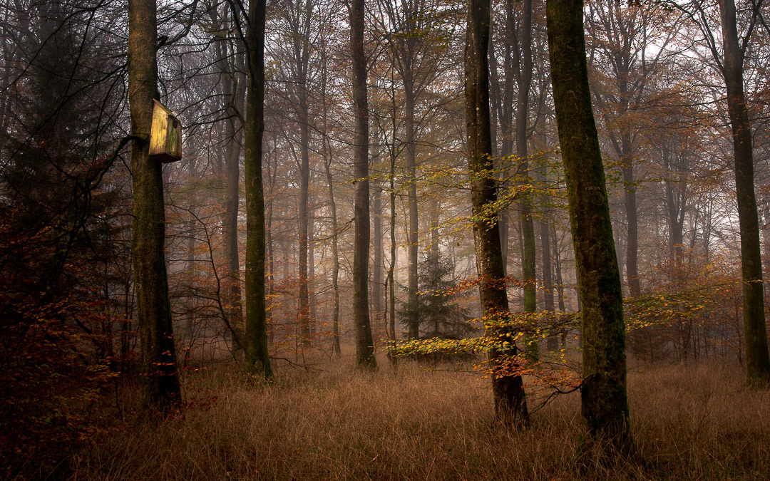 Hald Egeskov #8