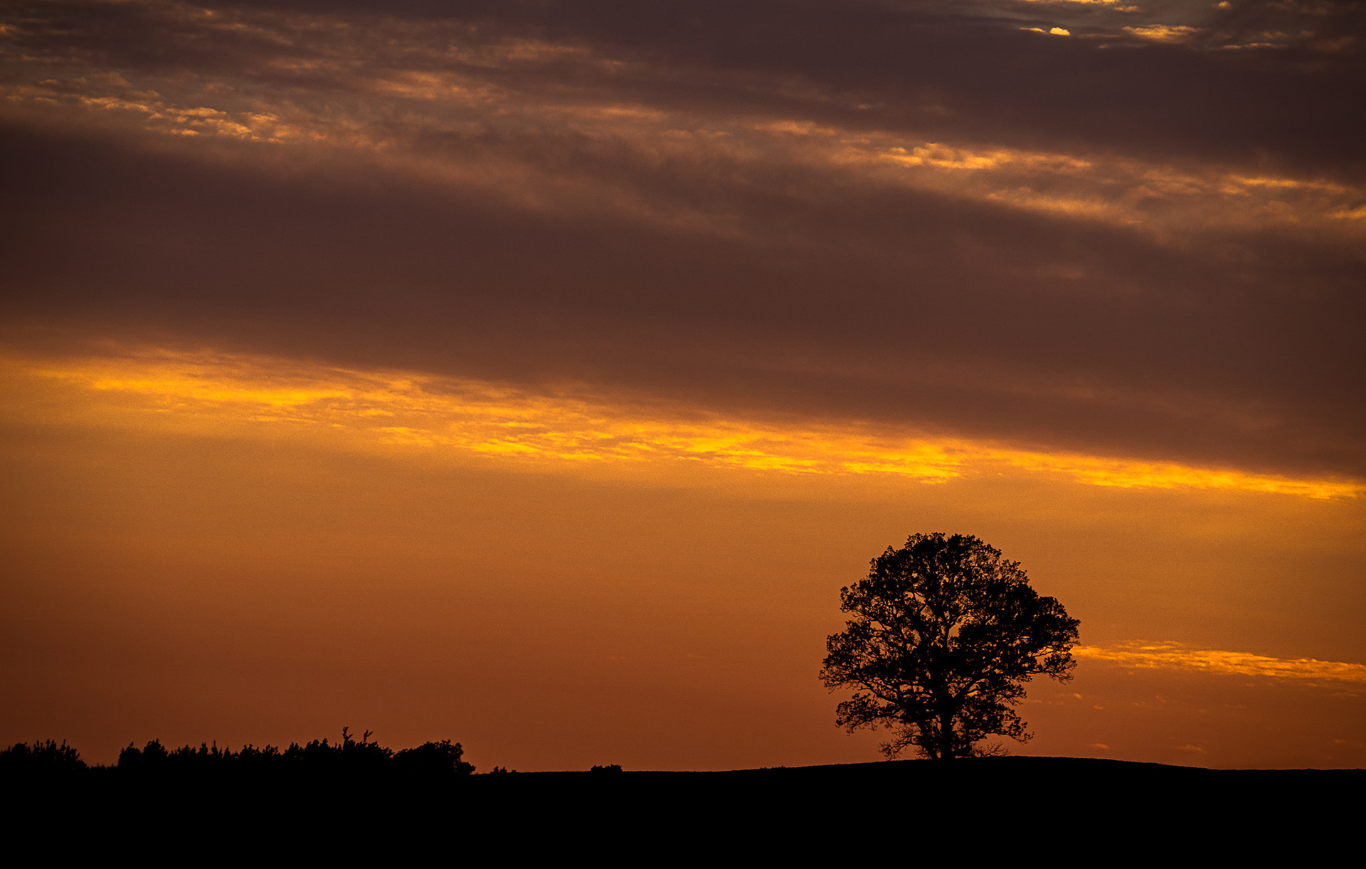 Tree near Selby