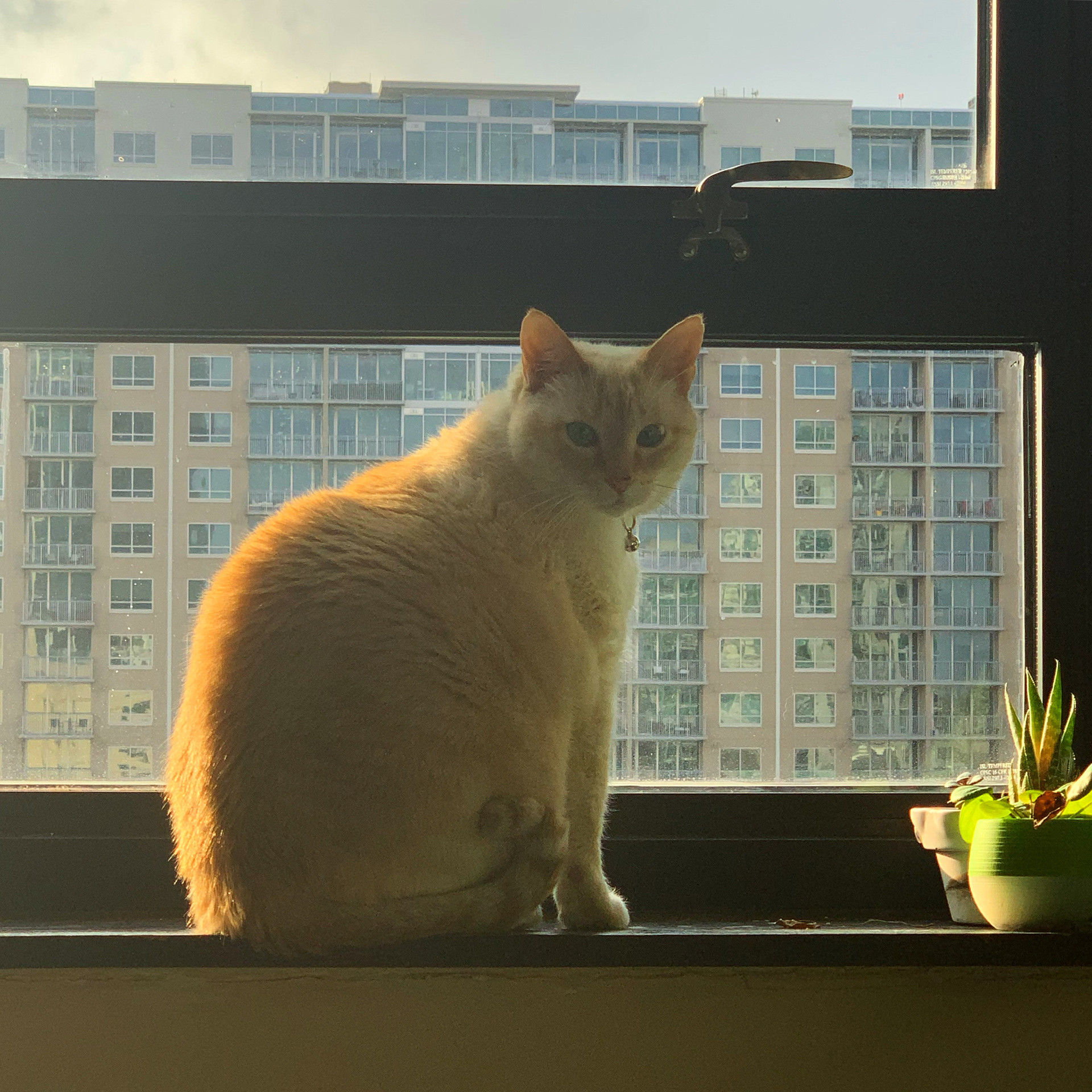Toast enjoys the view too.