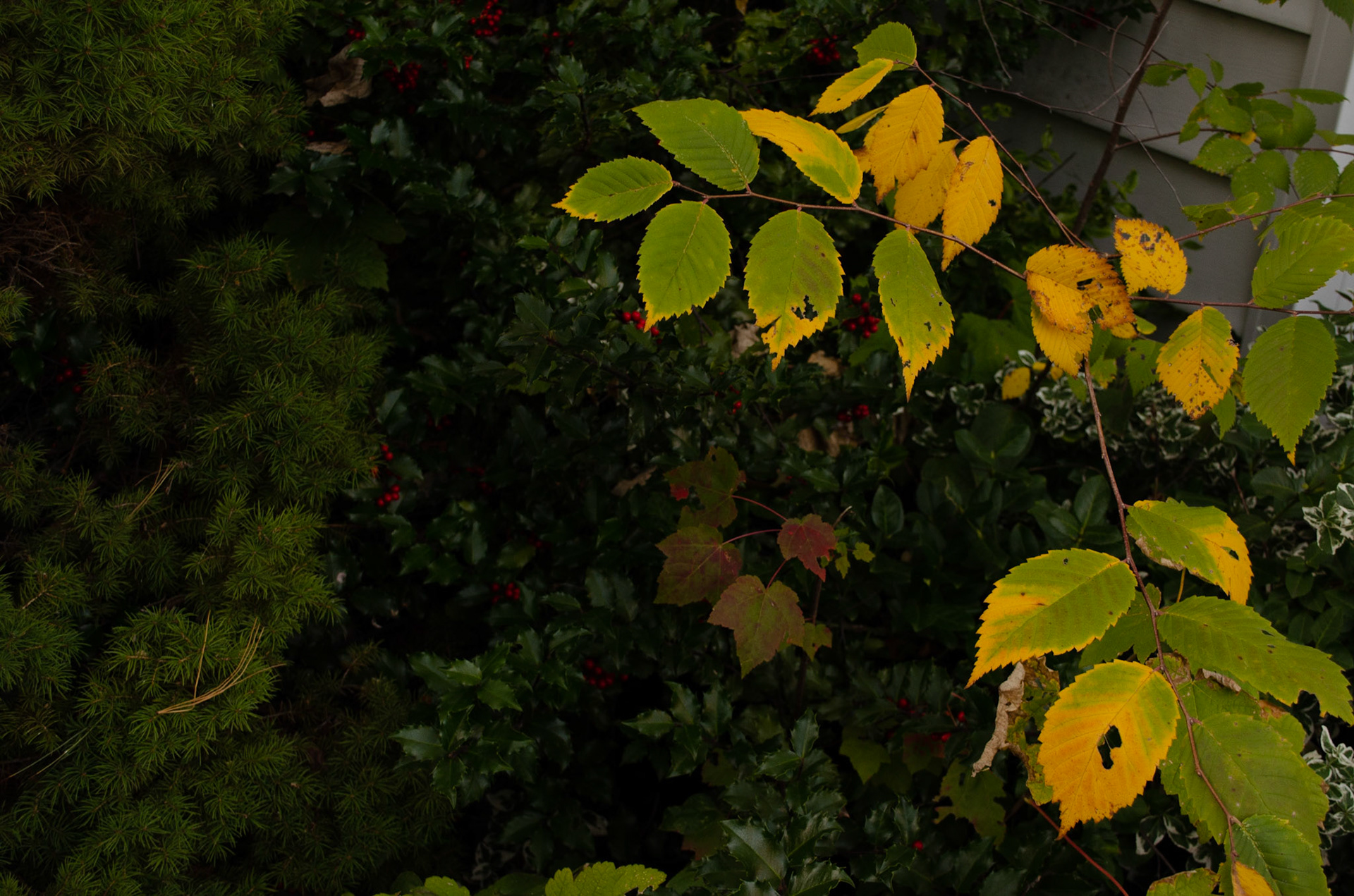 Durham St, Somerville, MA 10/17/2020 Plants iso 400 f5 1/100s