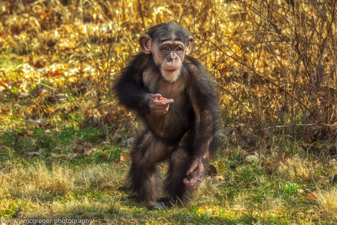 Chimp Standing