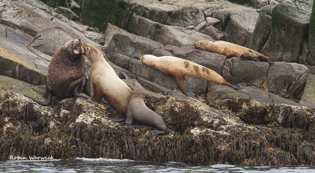 Steller's Sea-lion