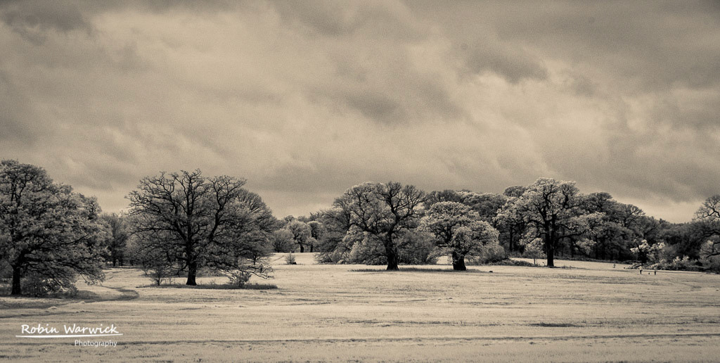 Old Oaks of the Great Park