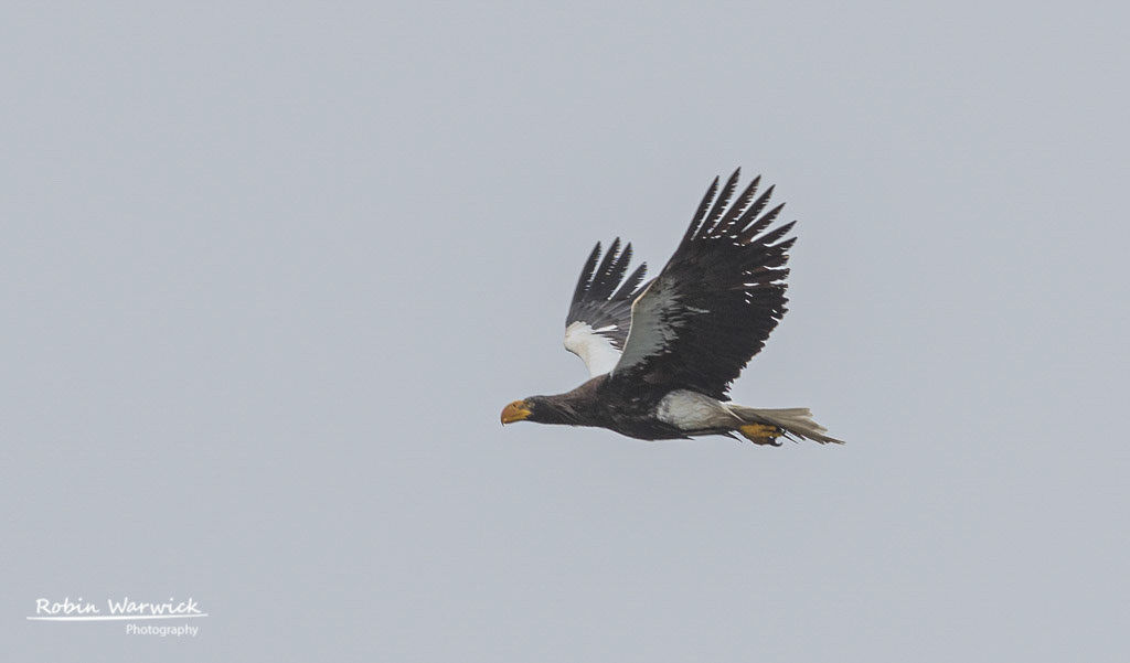 Steller’s Sea-eagle