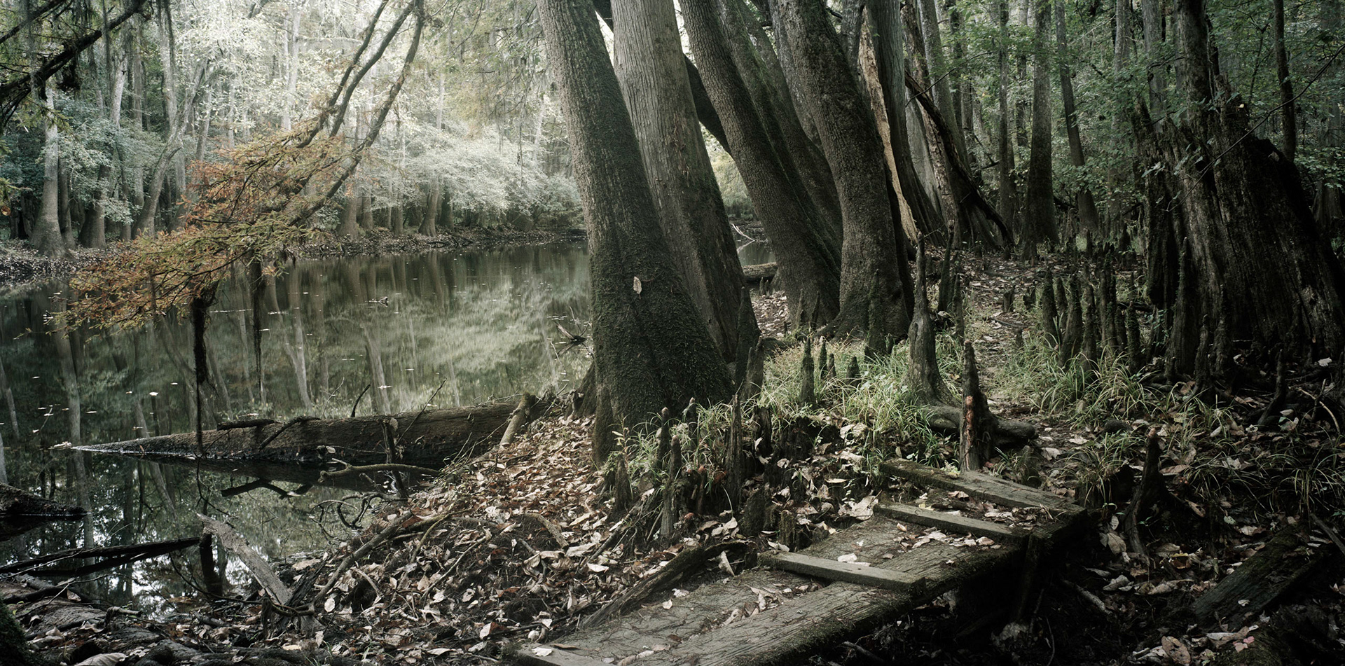Congaree National Park, SC