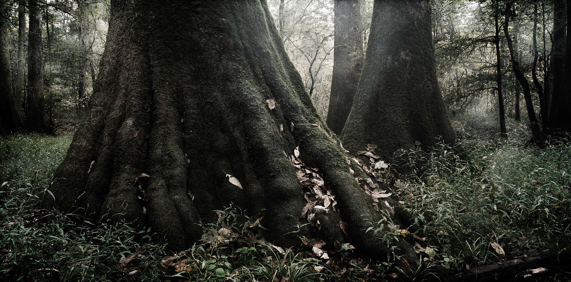 Congaree National Park, SC