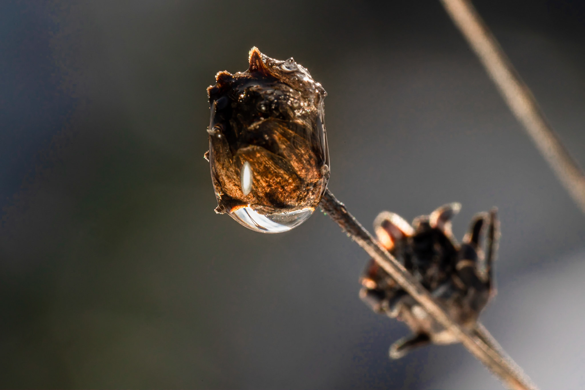 Caught in a drop of water