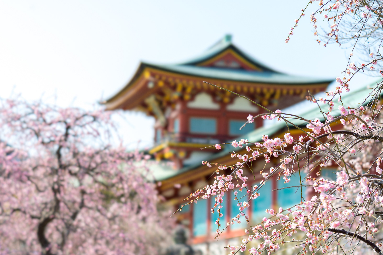 防府天満宮 梅1