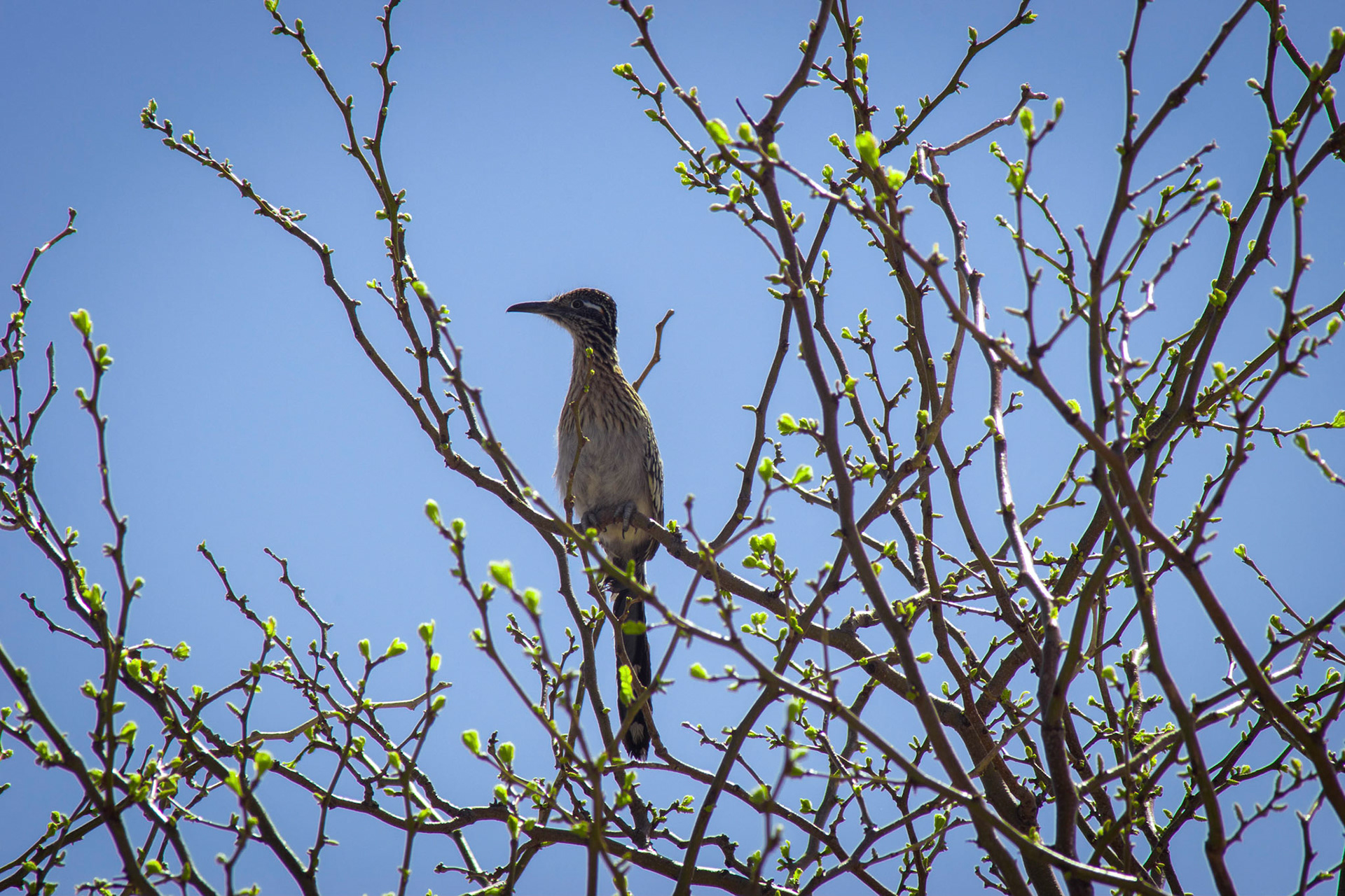 Perched