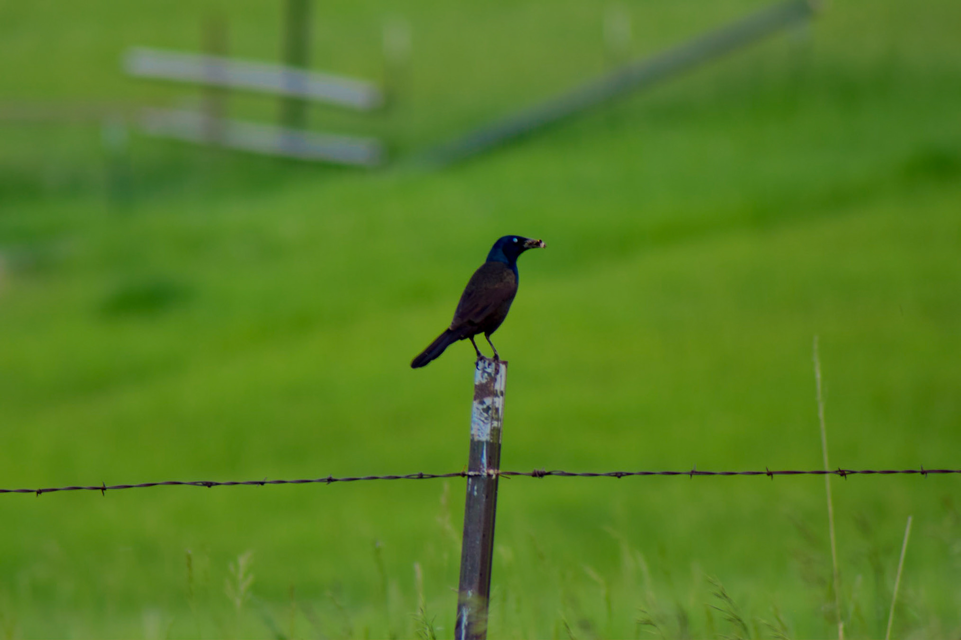 On the Fence