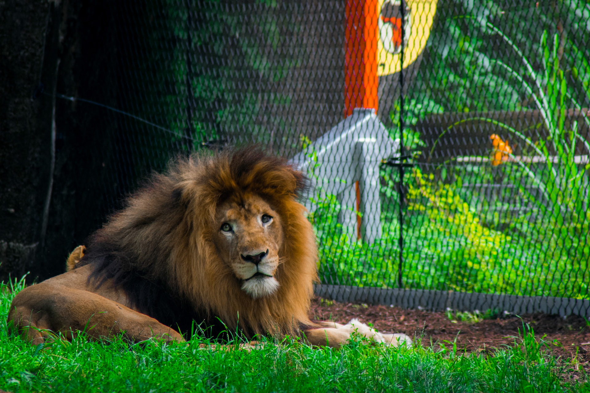 Caged
