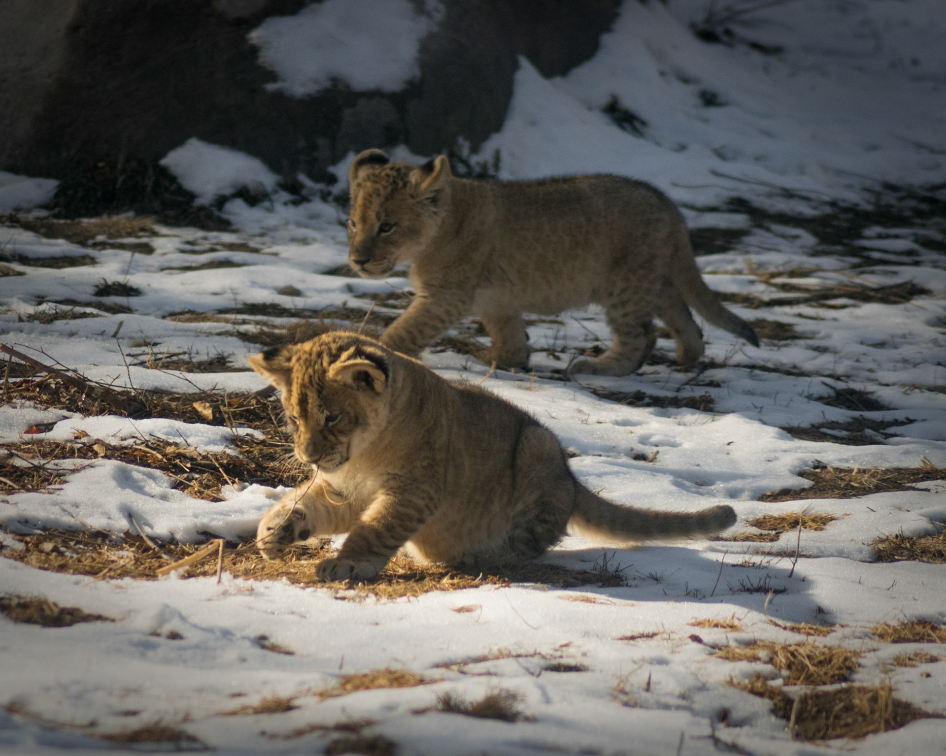 Lively Felines