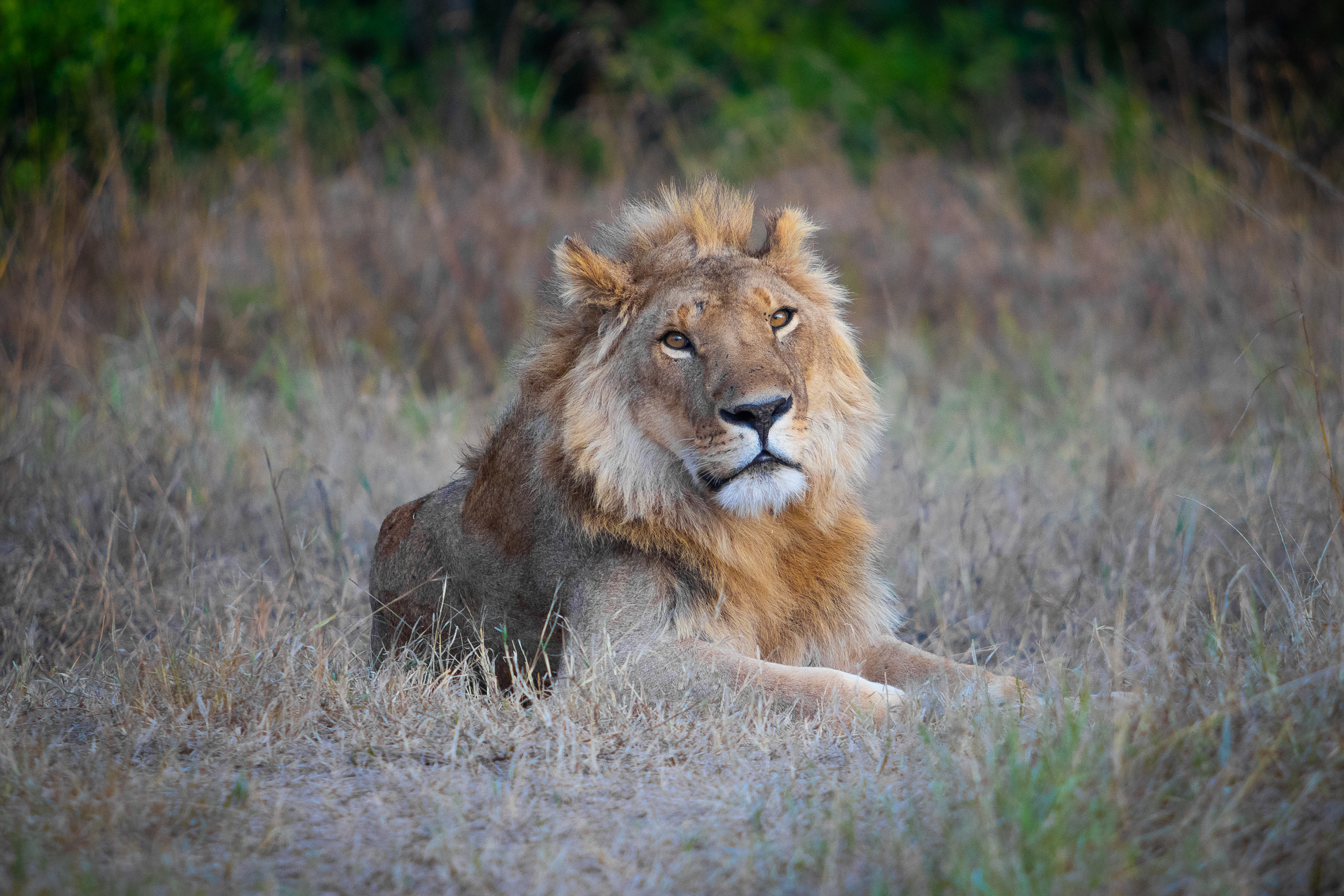 Adam Corrigan Photography - The Masai Mara