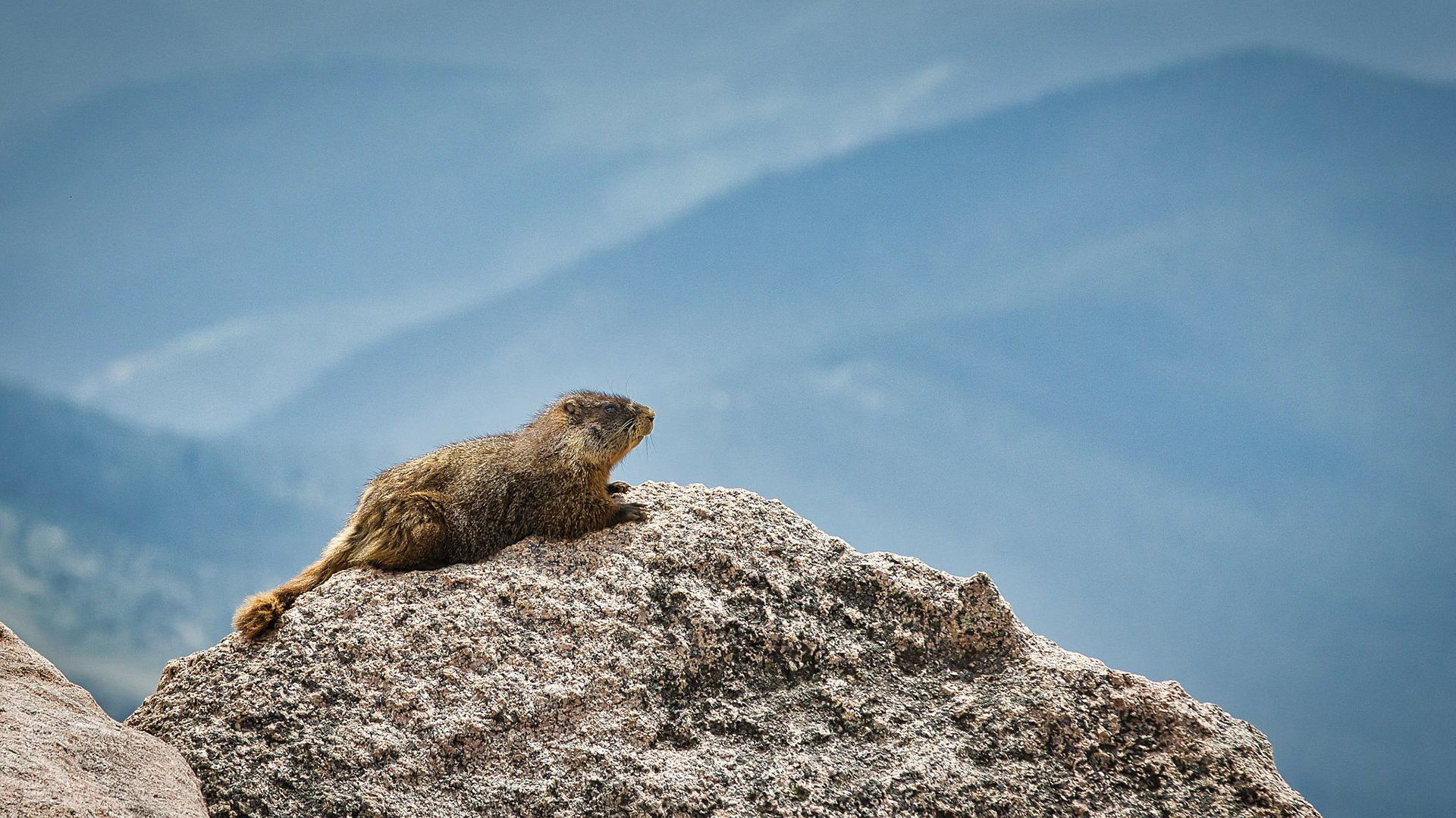 Yellow-Bellied Marmot - Mt. Evans, Colorado, USA