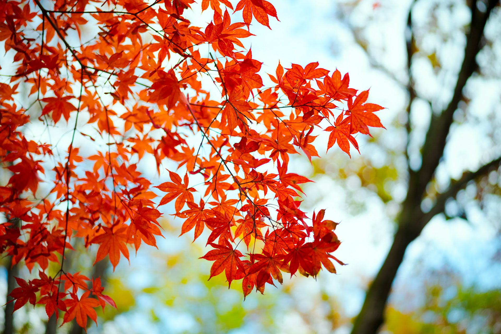 Fall Foliage in Seoul's Gwanaksan Tree Park