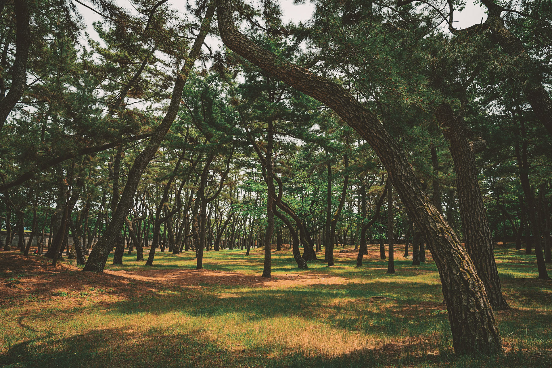 Gyeongju, South Korea - 22 May 2020: There are a number of Tomb complexes in Gyeongju where royal families have been buried over the centuries, at the center of them all is Daereungwon, well preserved in its own walled area with tranquil gardens.